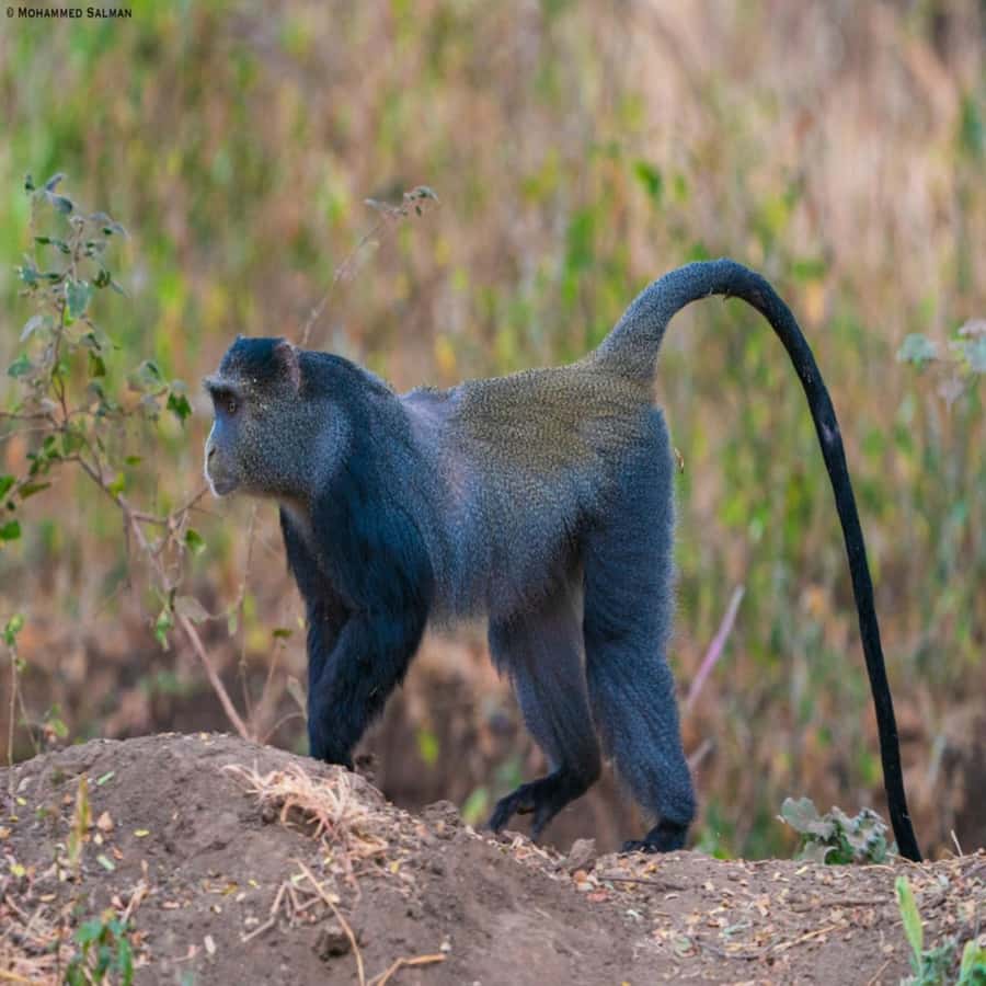 THE GREEN TOUR: Jozani Forest & Mangrove Kayaking Experience - Who should book this Zanzibar day trip