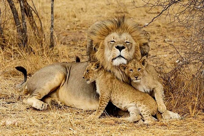 The Top Rated 6-Day Serengeti Budget Camping Safari in Tanzania - Day 6 in Lake Manyara, tree-climbing lions and birdlife to finish strong