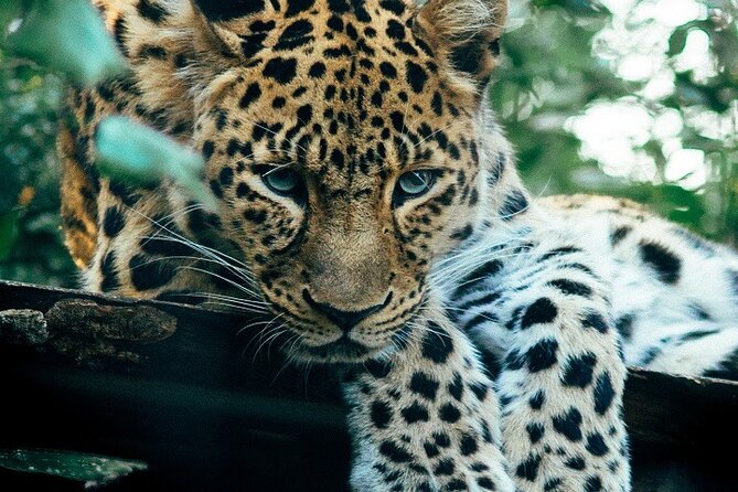 The Ultimate Guide for 2-Day Tanzania Safari from Mwanza - Why This 2-Day Safari From Mwanza Works (Even If You’re Short on Time)