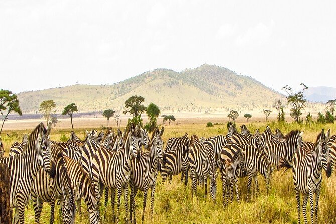 The Ultimate Guide for 2-Day Tanzania Safari from Mwanza - Day 2 Sunrise Game Drive and the Seronera Valley Stop