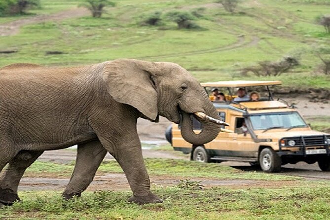 The World's Best 1 Day Tarangire Budget Group Safari From Arusha - The noon break: picnic lunch in the bush