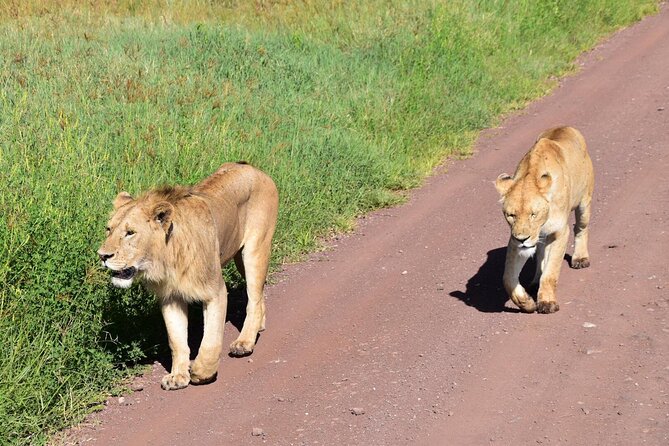 The World's Most Affordable 5-day Serengeti Budget Camping Safari - Why This Serengeti Safari Prices Like a Budget Flight