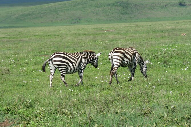 The World's Most Affordable 5-day Serengeti Budget Camping Safari - Day 4: Sunrise Safari in Central Serengeti, Then On to Ngorongoro