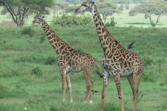 The World's Most Affordable 5-day Serengeti Budget Camping Safari - Day 5: The Ngorongoro Crater Experience and Return to Arusha