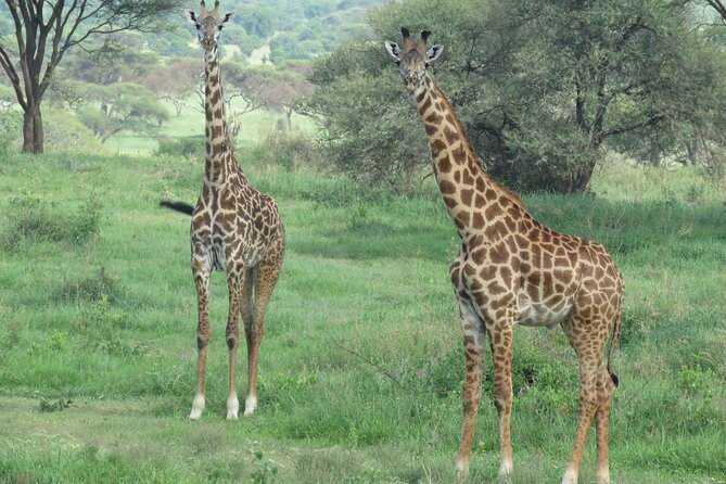 The World's Most Affordable 5-day Serengeti Budget Camping Safari - 4x4, Guide, and Park Fees: The Value Stuff You Feel Daily