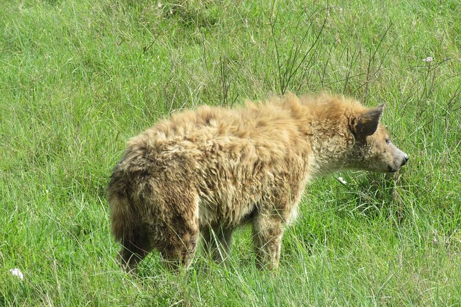 The World's Most Affordable 5-day Serengeti Budget Camping Safari - Camp Comfort: Tents With Real Beds and Solar Light