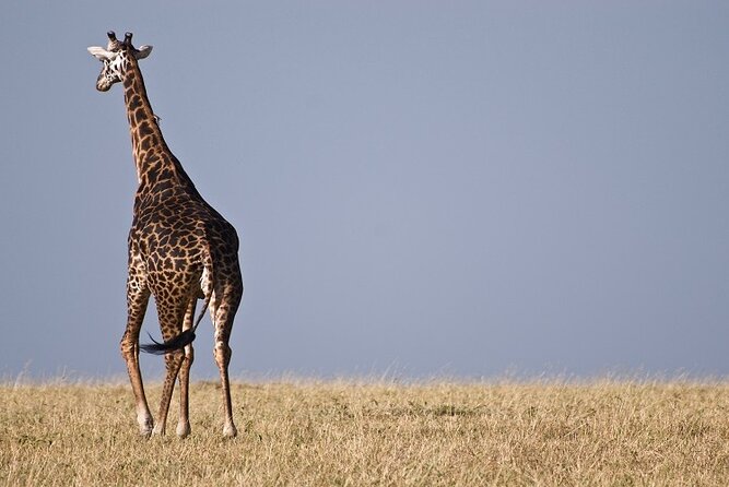 Top Best 5 Days Tanzania Luxury Safari to Serengeti - Luxury 4x4 comfort starts in Arusha, then the parks do the rest