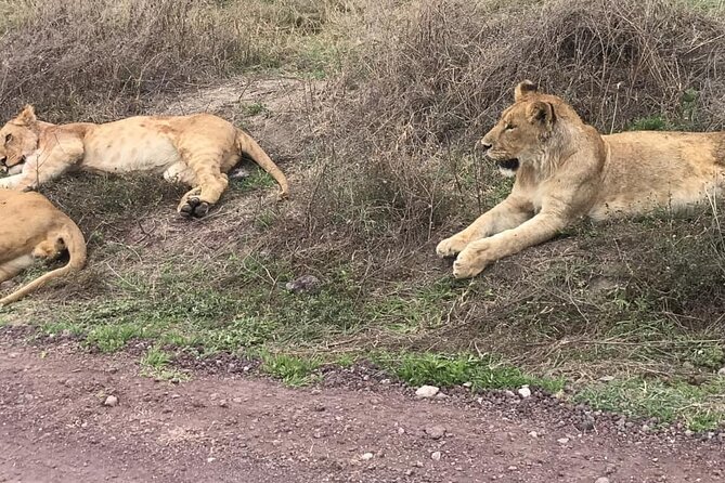 Top Best 5 Days Tanzania Luxury Safari to Serengeti - Day 2 Serengeti from Naabi Hill Gate: quick transition, strong first-drive energy