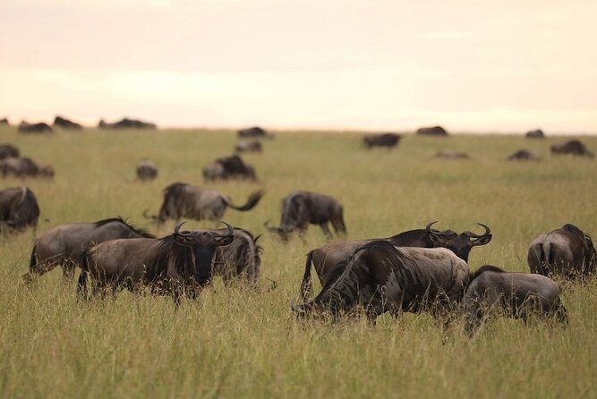 Top Best 5 Days Tanzania Luxury Safari to Serengeti - Food, stays, and the people making it work