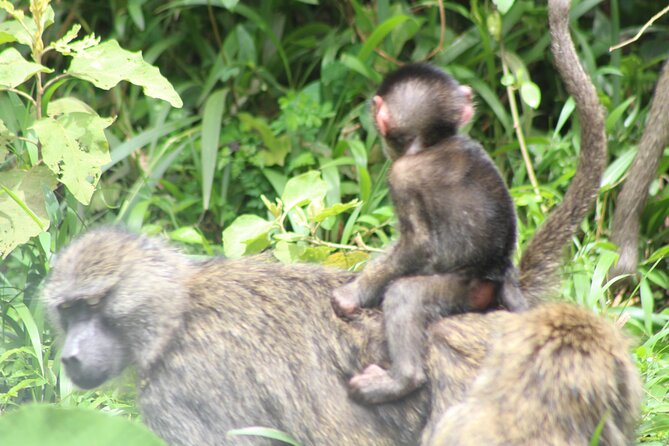Tour at Arusha National Park - Why Arusha National Park is such a smart day safari