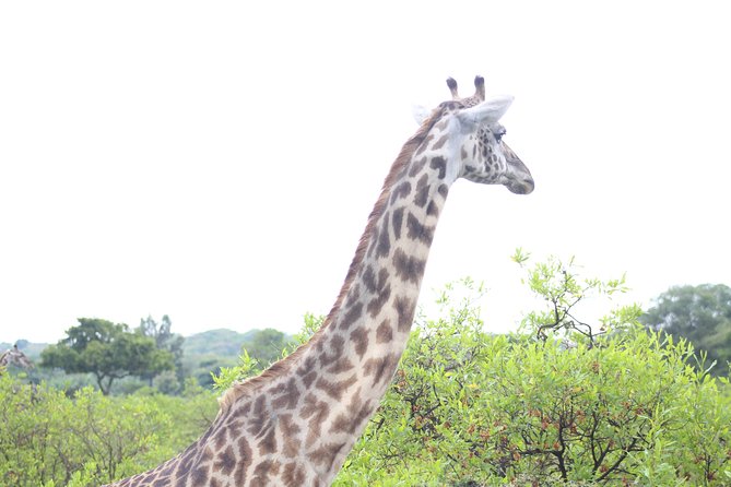 Tour at Arusha National Park - Optional extras: walking safari and canoe ride in Arusha National Park