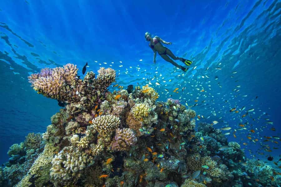 Tumbatu island snorkling tour : from Kendwa & Nungwi - Tumbatu Island Snorkelling From Kendwa and Nungwi: The Big Idea