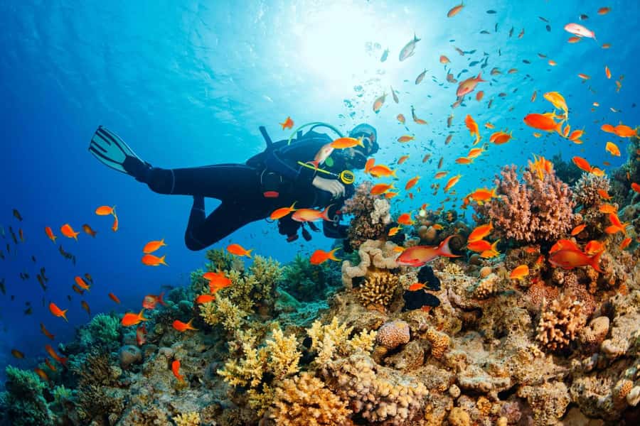 Tumbatu island snorkling tour : from Kendwa & Nungwi - Snorkelling Around Tumbatu: Coral, Fish, and the Sea Turtle Possibility