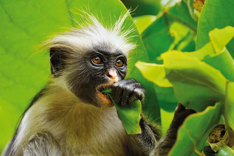 Turtle Snorkeling, Jozani Forest, Kuza Cave, Rock Restaurant - Key things to know before you go