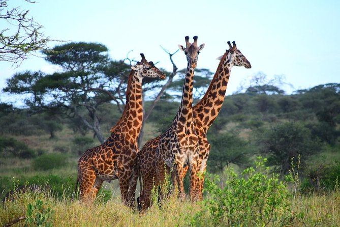 Ultimate Guide For The Best 4-Days Serengeti Safari in Tanzania - Why this 4-day Serengeti and Ngorongoro circuit makes sense