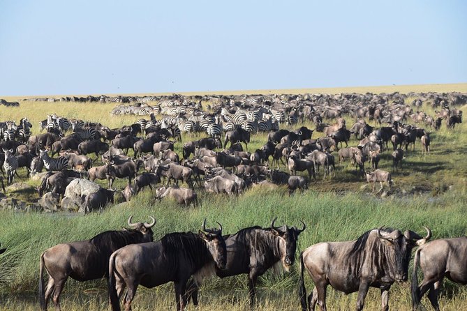 Ultimate Guide For The Best 4-Days Serengeti Safari in Tanzania - Day 3: Final Serengeti game drive, then Angata Tented lodge