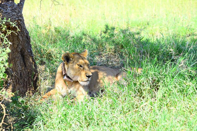 Ultimate Guide For The Best 4-Days Serengeti Safari in Tanzania - Open-roof Land Cruiser and the guide factor that makes or breaks safari days