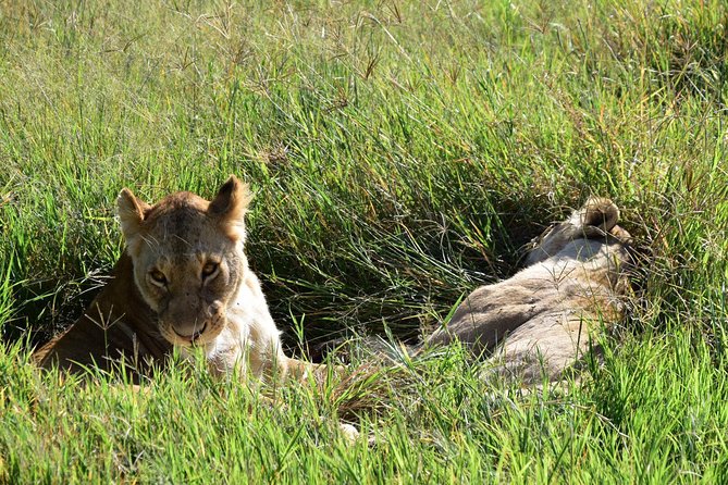 Ultimate Guide For The Best 4-Days Serengeti Safari in Tanzania - Value check: is $1,334 per person a good deal for this specific safari?
