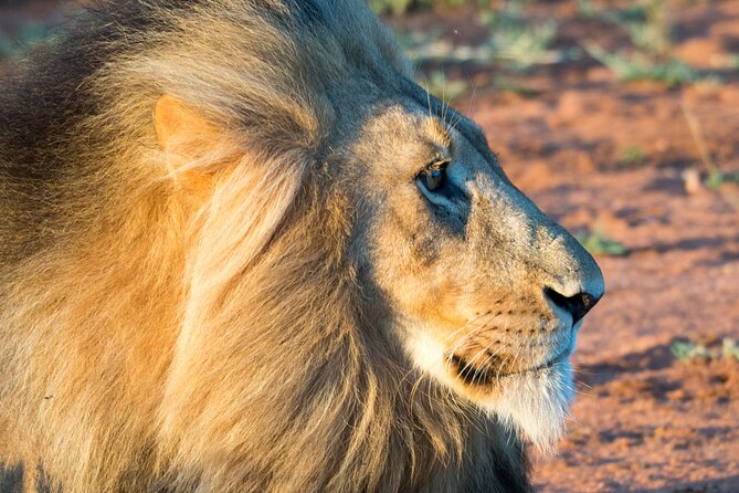 Unforgettable 4 Days Tanzania Private Budget Safari Tour - Day 4: Ngorongoro Crater, where wildlife concentrates fast