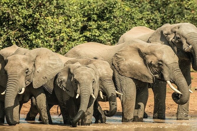 Unforgettable 5 days Tanzania Private Budget Camping safari - Key highlights at a glance