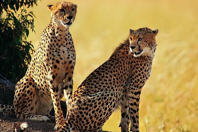Unforgettable 5 days Tanzania Private Budget Camping safari - Is this Tanzania private budget camping safari actually good value?