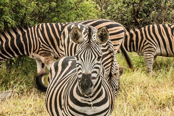 Unforgettable 5 days Tanzania Private Budget Camping safari - The 8:00 am Arusha start, long park days, and what to expect
