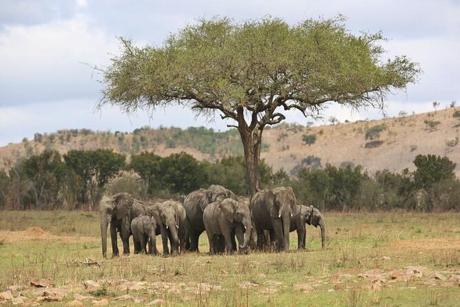 Unforgettable Tanzania Safari And Zanzibar Beach - Ngorongoro Crater: one drive, big sky, high drama