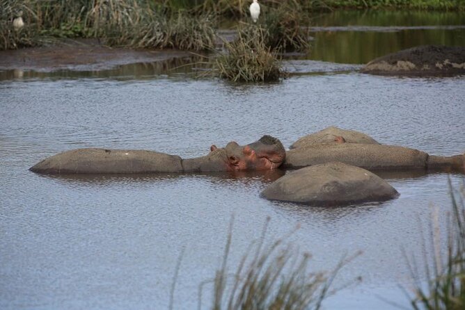 Unforgettable Tanzania Safari And Zanzibar Beach - Serengeti National Park: three days of chances to get it right
