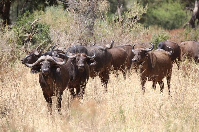 Unforgettable Tanzania Safari And Zanzibar Beach - Flying to Zanzibar on Day 8: switch gears without losing momentum