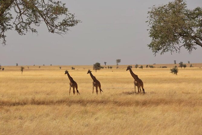 Unforgettable Tanzania Safari And Zanzibar Beach - Zanzibar days 9 to 11: true downtime