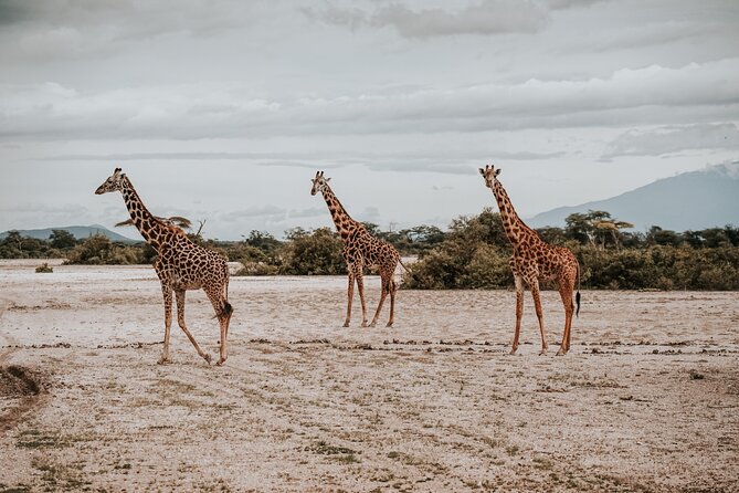 Walking Day Tour to Safari in Arusha National Park - The 10-hour plan, including travel time from Moshi