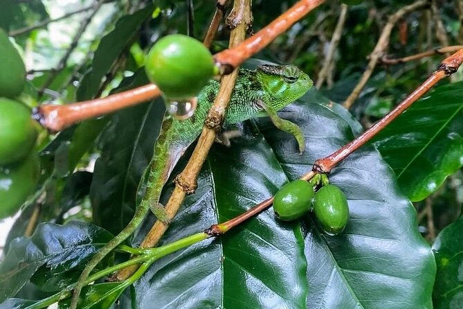 Waterfall, coffee tour & hot springs - lunch and drinks included - Price and value: what you are really paying for