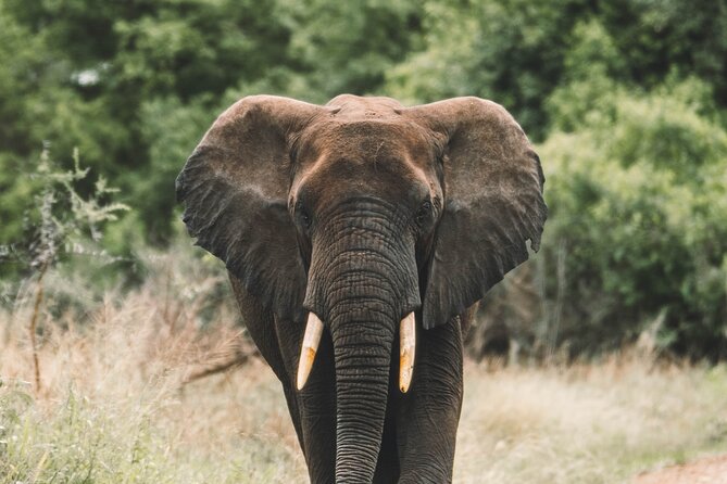 Wildlife Extravaganza: Manyara, Tarangire & Ngorongoro in 3 Days - From Moshi at 6:00 am: How the 3-Day Circuit Really Feels