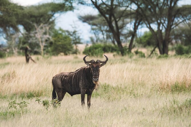 Wildlife Extravaganza: Manyara, Tarangire & Ngorongoro in 3 Days - Lake Manyara National Park: Tree-Climbing Lions and Bird-Filled Edges