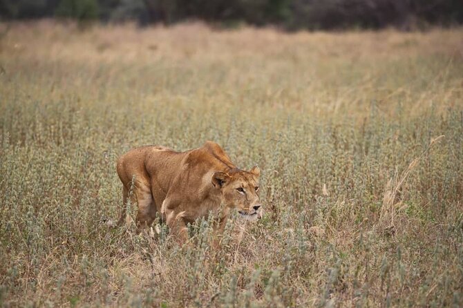 Wildlife Extravaganza: Manyara, Tarangire & Ngorongoro in 3 Days - Best Fit: Who Should Choose This Safari Combination