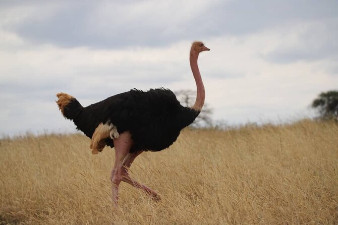 Wildlife Extravaganza: Manyara, Tarangire & Ngorongoro in 3 Days - FAQ