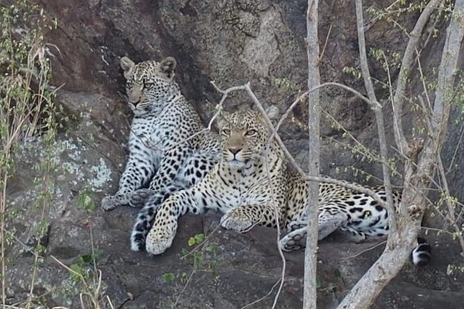 Wildlife Safari Tanzania - The Route That Packs Big Wildlife Country Into 5 Days