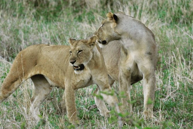 Wildlife Safari Tanzania - Price and Value: What You Pay For, What You Don’t