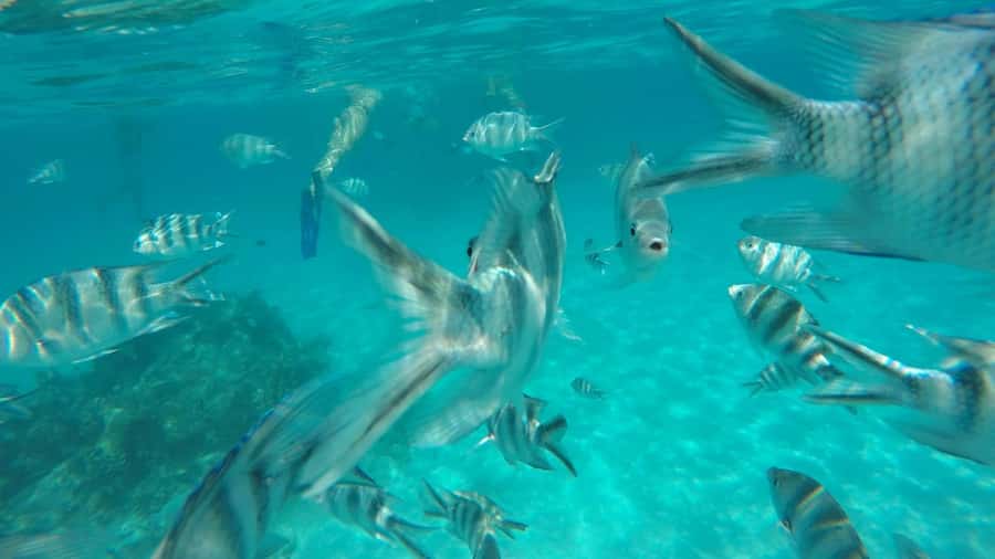 Zanzibar : 1 Day Blue Safari, Blue horizon experience - Key highlights worth planning for