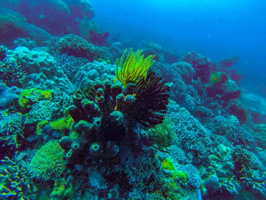 Zanzibar : 1 Day Blue Safari, Blue horizon experience - Blue Lagoon Pass-By and the Tide-Weather Reality