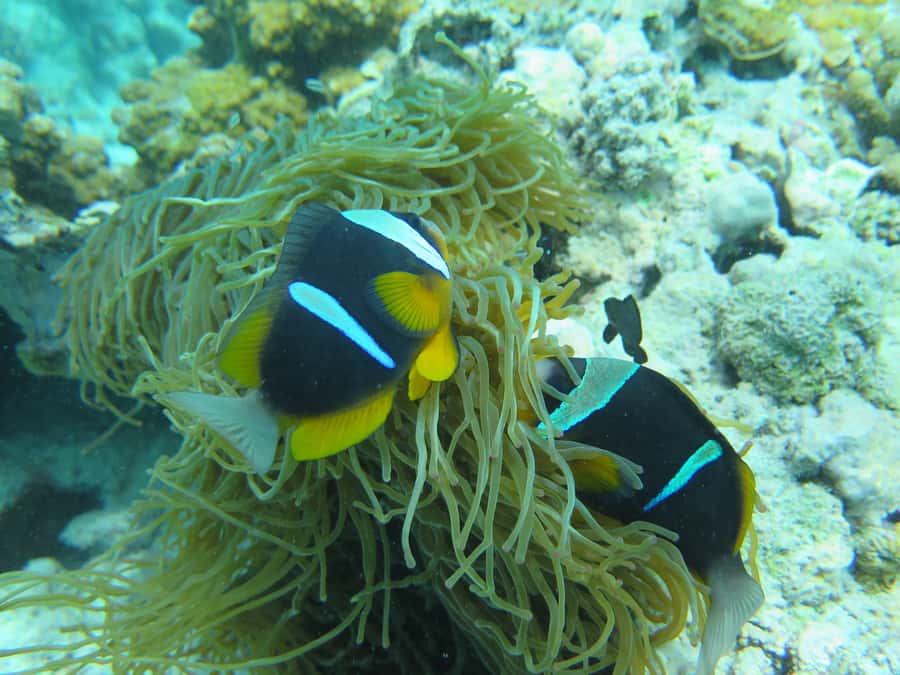 Zanzibar 1 Day Scuba Diving Course for Beginners with Lunch - Zanzibar Beginner Scuba: Why Matemwe Works So Well