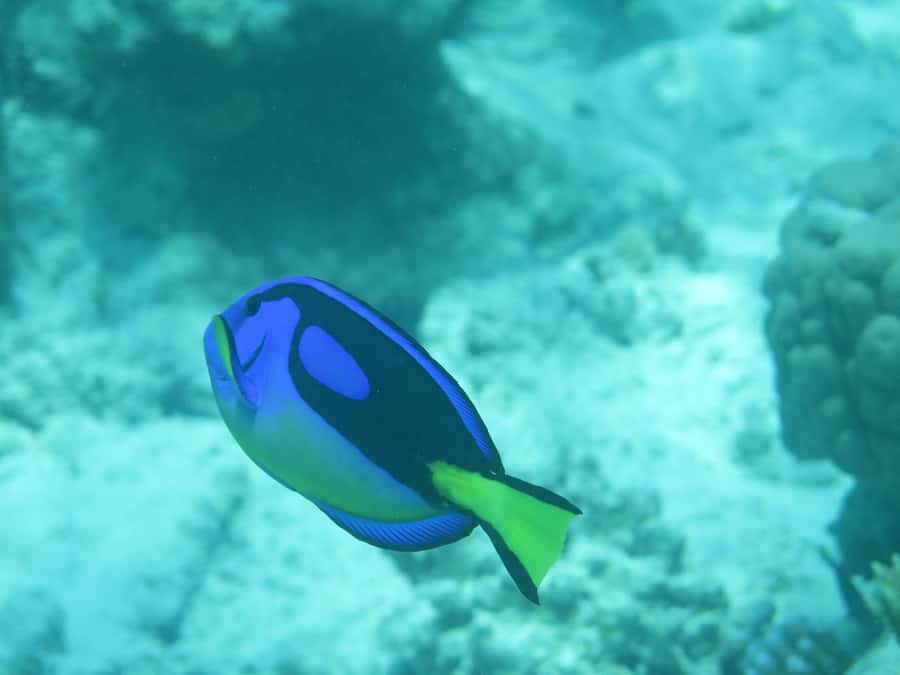 Zanzibar : 3-Day PADI Open Water Scuba Diving Adventure - Why Zanzibar Is a Smart Place to Start PADI Open Water