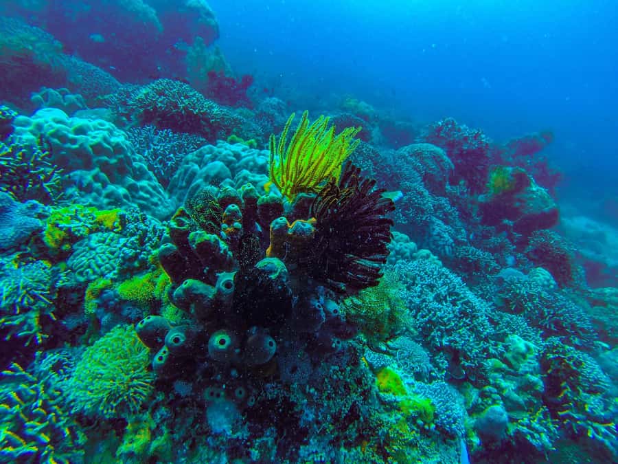 Zanzibar : 3-Day PADI Open Water Scuba Diving Adventure - FAQ