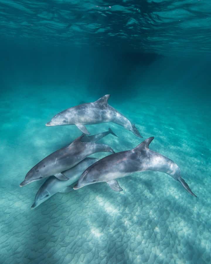Zanzibar: 3-Day Tour with Snorkeling Adventure with Lunch - Three days, three Zanzibar moods: city, reef, and forest