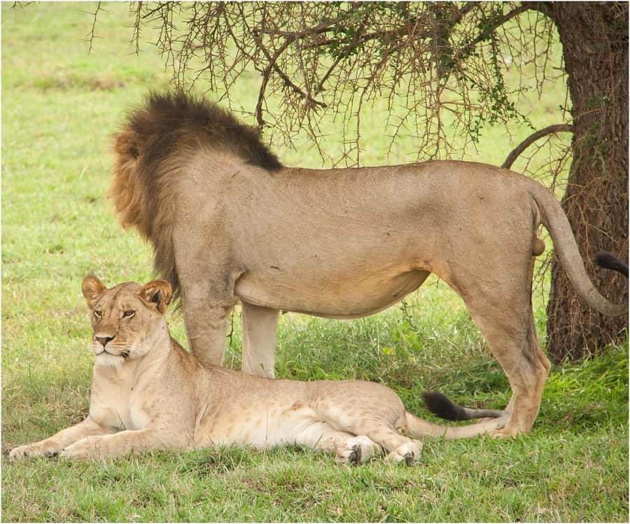 Zanzibar: 3 Days to Mikumi and Chizua Waterfalls - Price and what you actually get for $700