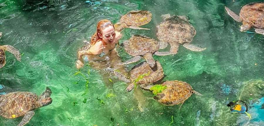 Zanzibar: Baraka Aquarium Feed, Swim & Snorkel with Turtles - Key things to know before you go