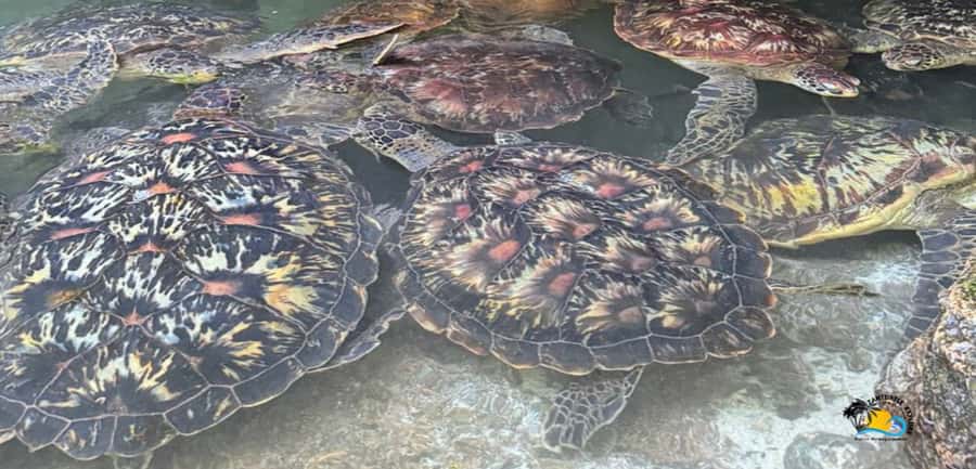Zanzibar: Baraka Aquarium Feed, Swim & Snorkel with Turtles - Baraka Natural Aquarium in Zanzibar, turtles and why it feels different