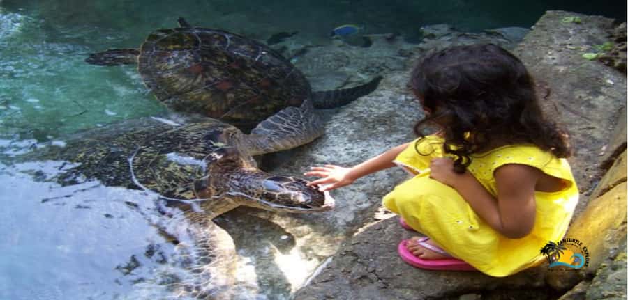 Zanzibar: Baraka Aquarium Feed, Swim & Snorkel with Turtles - Arrival at the aquarium, guided tour first, then feeding
