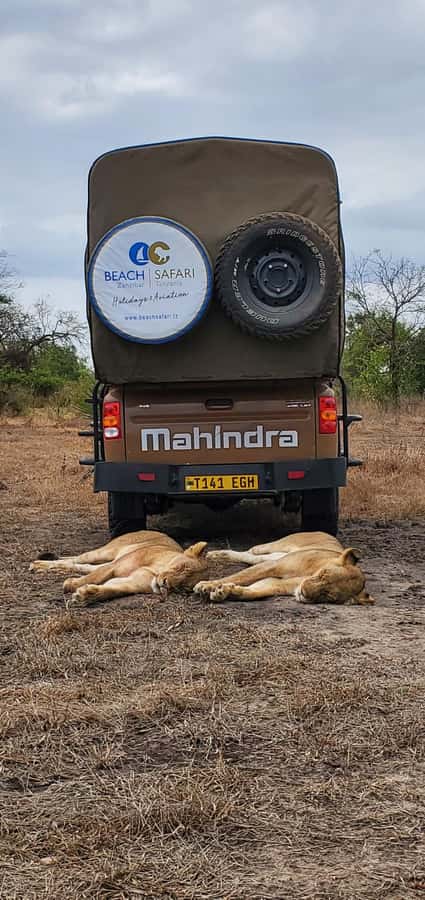Zanzibar: Best Selous Day Safari with Flights & Lunch - Key things that make this day safari work