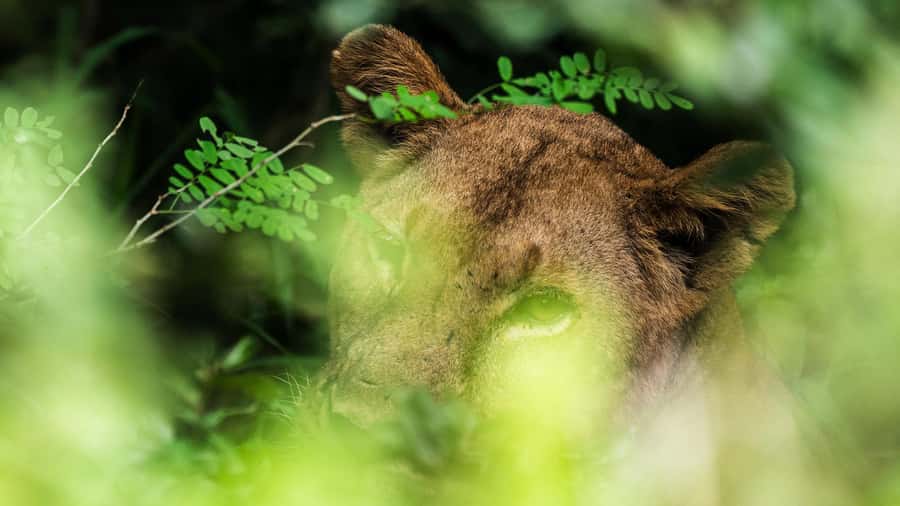 Zanzibar: Best Selous Day Safari with Flights & Lunch - Bush lunch at 12:30: eating in the park, at set tables
